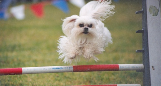 Dewey the agility dog going over a jump