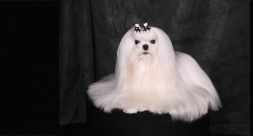 Conformation show dog