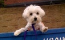 American Maltese Rescue Organization thumbnail image